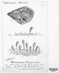 Stemphylium vesicarium image